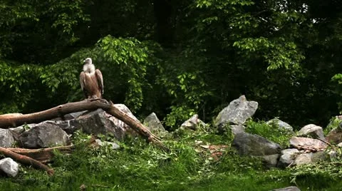 Vulture Stock Footage 11101904