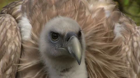 Vulture Stock Footage 21221356