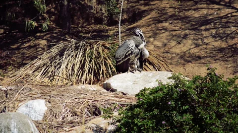 Vulture Stock Footage 32481958