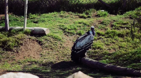 Vulture Stock Footage 32481997