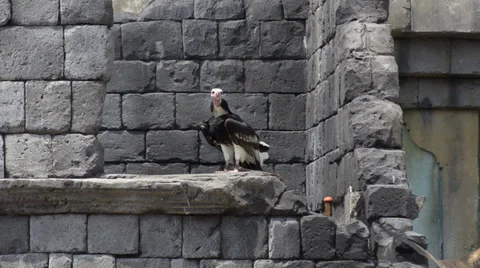 Vulture 스톡 동영상 33467029