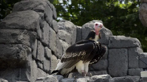 Vulture 動画素材 33467092