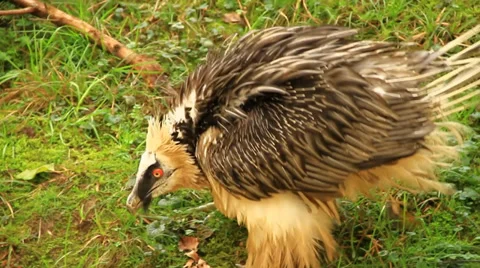 Vulture Video stock 36126691