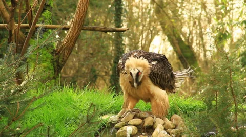 Vulture Stock Footage 36126763