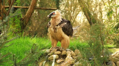 Vulture Stock Footage 36126825