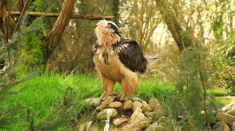 Vulture Stock-Footage 36126874