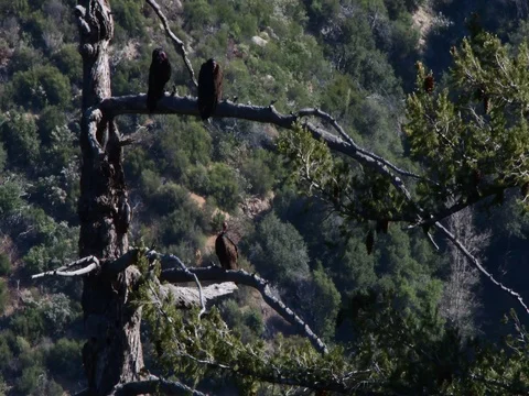 Vulture Stock Footage 76019583