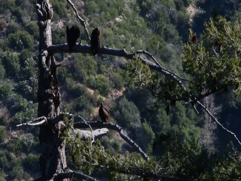Vulture Stock Footage 76019912
