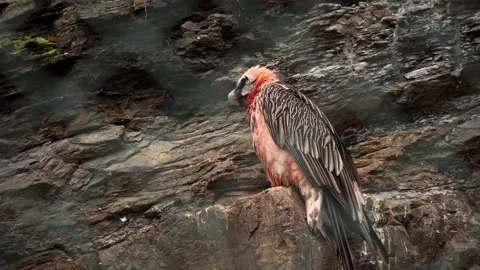 Vulture Stock Footage 151651371