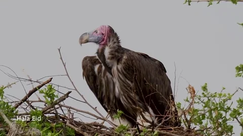 Vulture Stock Footage 240431297