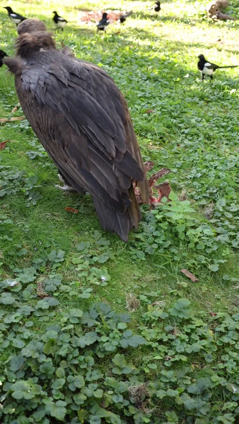 Vulture in the forest vertical video Stock Footage 288009803