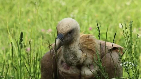 Vulture in the grass Stock-Footage 72227133