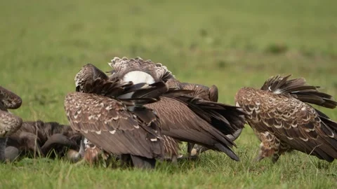 Vulture Group Gathering Closely Around a Carcass in Their Natural Habitat Stock Footage 345836042