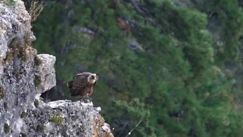 Vulture having a shit over the rocks with text space Stock Footage 142435892