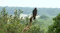 Vulture / Hawk On Perch Over Looking Highway HD Footage