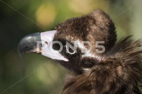 Vulture Head Close Up Stock Photos