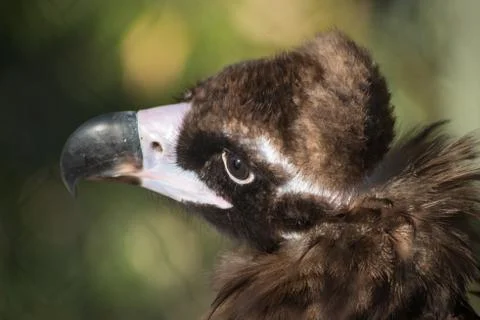 Vulture Head Close Up Stock Photos
