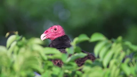 Vulture head Stock Footage 130913258