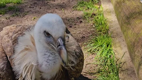  vulture head looking around Video stock 274215949