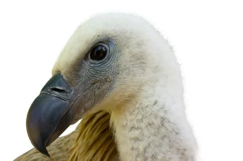 Vulture head Foto stock