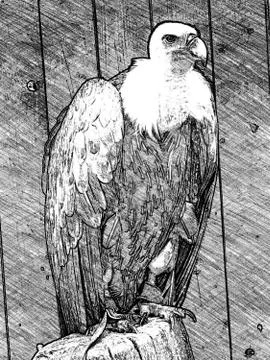 Vulture Stock Illustration