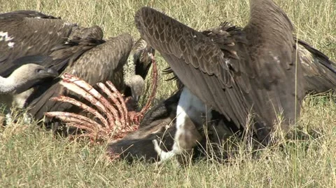 VULTURE KING Stock Footage