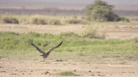 Vulture landing Stock Footage 33532920