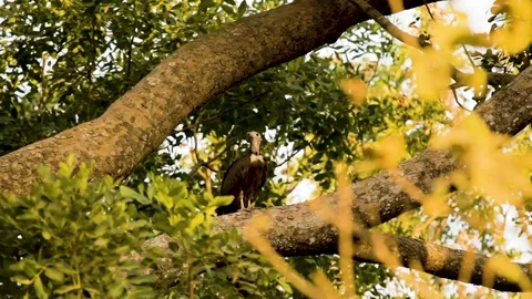Vulture looking out from a tree 스톡 동영상 119214446