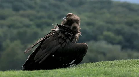 Vulture in Lower Austrian Falconry Stock Footage 40972421