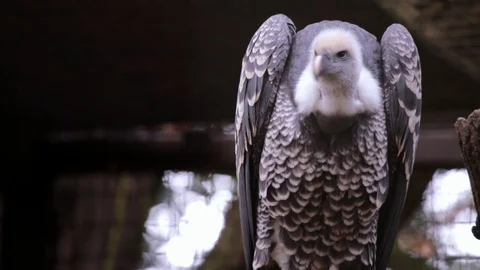 Vulture moving perch Stock Footage 93542892
