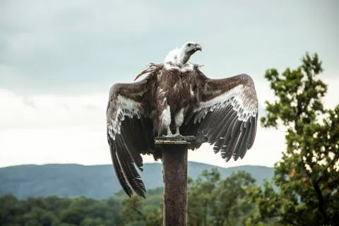 Vulture with open wings Stock Photos