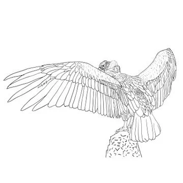 Vulture with outspread wings. Stock Illustration
