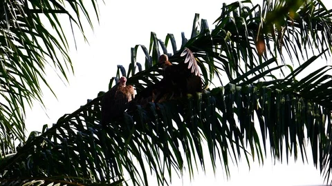 Vulture in the palm tree Stock Footage 125498116