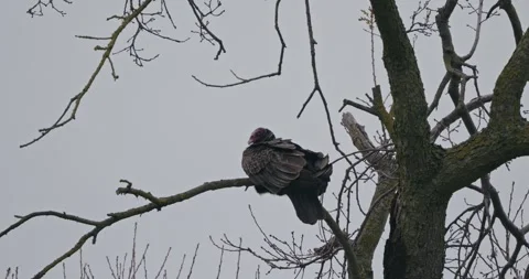 Vulture Perched on a Bare Tree Branch on a Foggy Winter Day Stock Footage 314583322