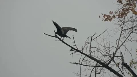 Vulture Perched on Dead Tree Branch Drying Wings on an Overcast Day Stock Footage 321156396