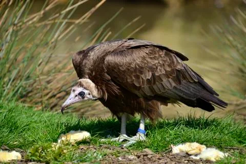 Vulture perched on grass Stock-Fotos
