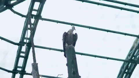 A vulture is perched on an old tree stump in its enclosure, cleaning its Stock Footage 240580505