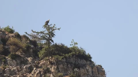 Vulture perched on a pine tree in a Limassol forest Stock Footage 337172569