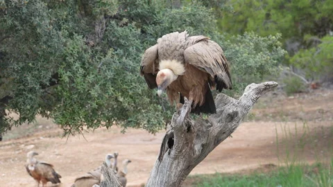 A vulture is perched on a tree branch Stock Footage 278104306