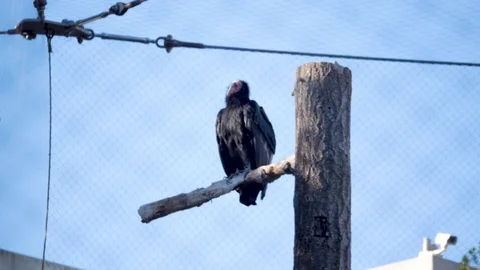 Vulture perched on tree in Santa Barbara zoo Stock Footage