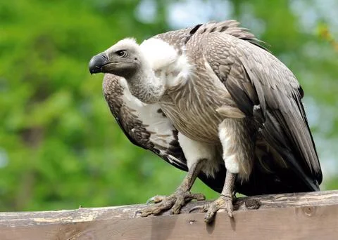 Vulture 库存照片