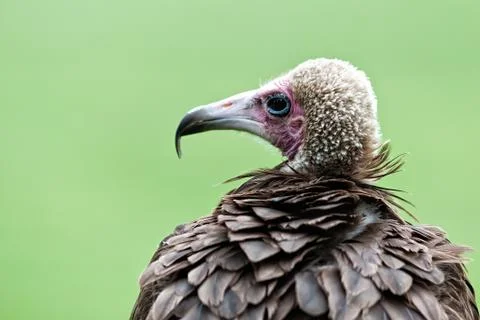 Vulture Stock Photos