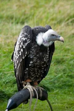Vulture Stock Photos