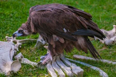 Vulture Stock Photos
