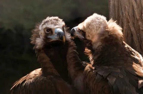 Vulture Stock Photos