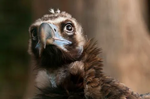Vulture Stock Photos