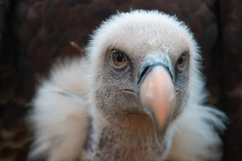 Vulture 库存照片
