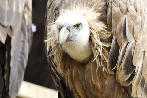 Vulture Stock-Fotos