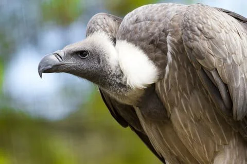 Vulture Stock-Fotos