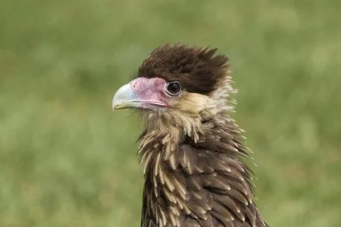 Vulture Stock-Fotos